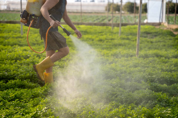 Best Affordable Pest Control Services  in Southwood Acres, CT