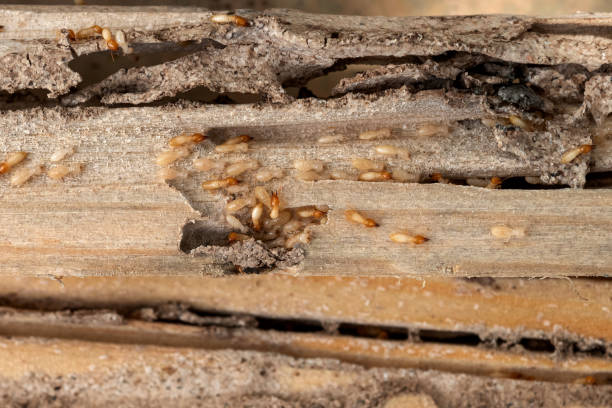 Best Wildlife Control Services  in Southwood Acres, CT